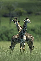 Masai Giraffe (Giraffa tippelskirchi) babies, Masai Mara, Kenya