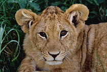African Lion (Panthera leo) cub, Masai Mara National Reserve, Kenya