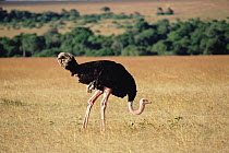 Ostrich (Struthio camelus) male in grassland, Masai Mara National Reserve, Kenya