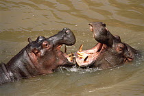 Hippopotamus (Hippopotamus amphibius) pair fighting in water, Masai Mara National Reserve, Kenya