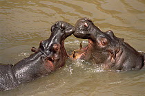 Hippopotamus (Hippopotamus amphibius) pair fighting in water, vulnerable, Masai Mara National Reserve, Kenya