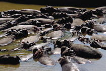Hippopotamus (Hippopotamus amphibius) group in water, Masai Mara National Reserve, Kenya