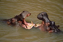 Hippopotamus (Hippopotamus amphibius) pair fighting in water, Masai Mara National Reserve, Kenya