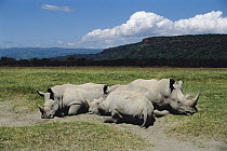 White Rhinoceros (Ceratotherium simum) trio resting, Lake Nakuru, Kenya