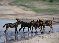African Wild Dog (Lycaon pictus) group playing in water, Savute, Botswana