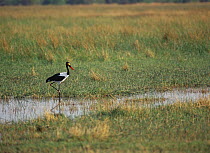 Saddle-billed Stork (Ephippiorhynchus senegalensis) standing in wetland, Savute, Botswana