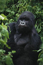 Mountain Gorilla (Gorilla gorilla beringei) silverback male portrait, Virunga Volcano, Rwanda