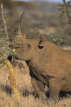 Black Rhinoceros (Diceros bicornis) browsing on acacia tree, Lewa Downs Reserve, Kenya