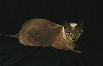 Domestic Cat (Felis catus), Tonkinese breed