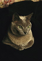 Domestic Cat (Felis catus), Tonkinese breed