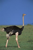 Ostrich (Struthio camelus) male, Masai Mara, Kenya