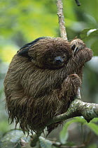 Maned Sloth (Bradypus torquatus) resting in tree, Atlantic Forest, Brazil