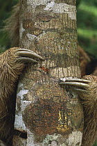 Maned Sloth (Bradypus torquatus) clinging to tree trunk showing claws, Atlantic Forest, Brazil