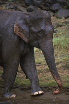Asian Elephant (Elephas maximus) walking, Periyar Tiger Reserve, India