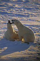 Polar Bear (Ursus maritimus) males play fighting, Hudson Bay, Manitoba, Canada