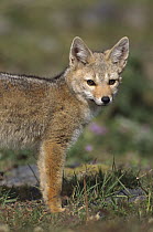 South American Gray Fox (Lycalopex griseus), Torres Del Paine National Park, Chile