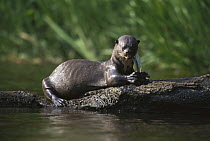 Giant River Otter (Pteronura brasiliensis) eating fish, Oxbow Lake, Peru