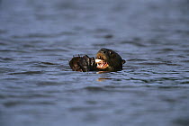 Giant River Otter (Pteronura brasiliensis) eating fish, Peru