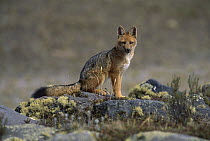 Culpeo (Lycalopex culpaeus) fox sitting on rocks, Cotopaxi National Park, Andes, Ecuador