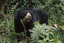 Spectacled Bear (Tremarctos ornatus) female, La Planada Nature Reserve, Colombia