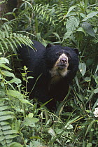 Spectacled Bear (Tremarctos ornatus) female, La Planada Nature Reserve, Colombia