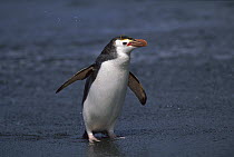 Royal Penguin (Eudyptes schlegeli) returning from sea, Macquarie Island, Australia