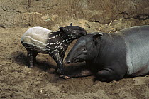 Malayan Tapir (Tapirus indicus) mother and calf, native to southeast Asia