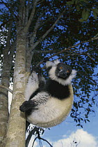 Black and White Ruffed Lemur (Varecia variegata variegata), Mantady National Park, Madagascar