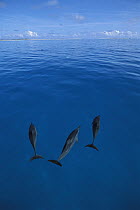 Spinner Dolphin (Stenella longirostris) trio, Midway Atoll, Hawaiian Leeward Islands, Hawaii