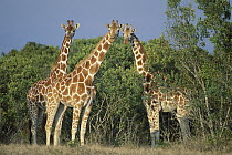Reticulated Giraffe (Giraffa reticulata) trio, Kenya