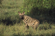 Striped Hyena (Hyaena hyaena), Serengeti National Park, Tanzania