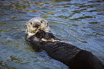 Sea Otter (Enhydra lutris) eating, Monterey Bay, California