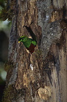 Resplendent Quetzal (Pharomachrus mocinno) male in nest cavity, Talamancas, Costa Rica
