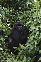 Mountain Gorilla (Gorilla gorilla beringei) silverback male, Rwanda