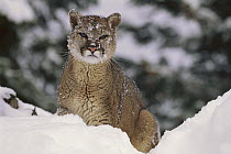 Mountain Lion (Puma concolor) in snow, Montana