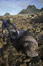 Northern Elephant Seal (Mirounga angustirostris) researcher marking large bull, Farallon Islands, California
