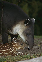 Baird's Tapir (Tapirus bairdii) mother with calf, Santa Rosa National Park, Costa Rica