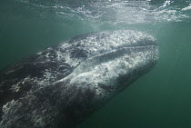 Gray Whale (Eschrichtius robustus) calf, San Ignacio Lagoon, Mexico