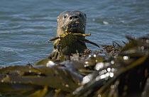 Marine Otter (Lontra felina) with crab, Chiloe Island, southern Chile