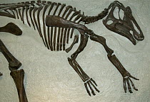 Prosaurolophus, a duckbill dinosaur fossil from the cretaceous, College of Eastern Utah Collection
