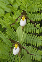 Mountain Lady's Slipper (Cypripedium montanum) orchid, eastern Cascade Mountains, Washington
