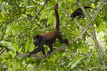Red Howler Monkey (Alouatta seniculus) pair in canopy, Rio Negro, Amazon, Brazil