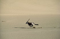Gemsbok (Oryx gazella) running across sand dune, Namib Desert, Namibia