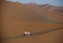 Gemsbok (Oryx gazella) walking across sand dune, Namib Desert, Namibia