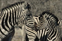 Burchell's Zebra (Equus burchellii) mother and baby nuzzling, Namibia