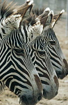Burchell's Zebra (Equus burchellii) trio in profile, Namibia