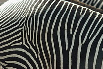 Grevy's Zebra (Equus grevyi) skin, Namibia