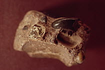 Detail of rough uncut diamond, Namibia