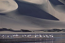 Greater Flamingo (Phoenicopterus ruber) flock in lagoon where Atlantic Ocean meets the Namib dunes, Namibia