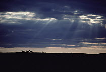 Pronghorn Antelope (Antilocapra americana) group silhouetted on horizon, South Dakota